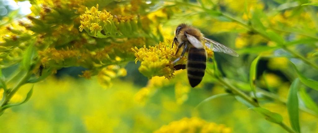 Biene Umweltallianz Sachsen